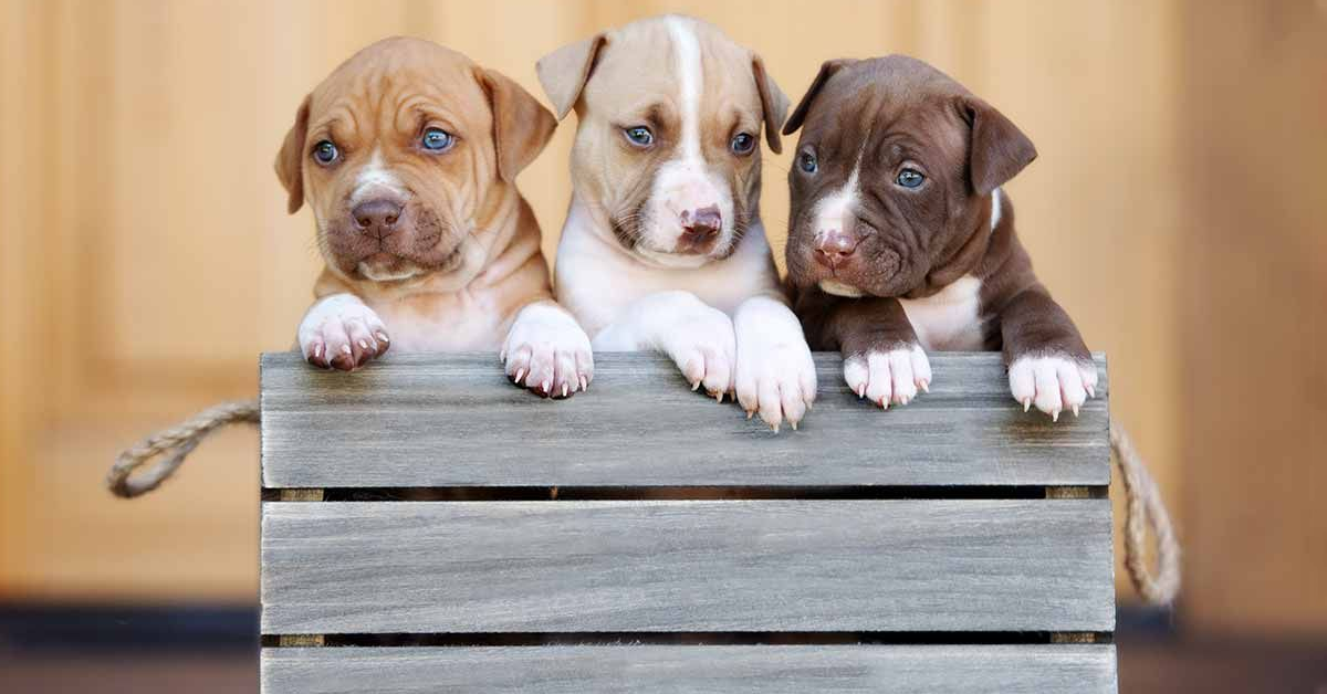 Beil Home Pitbulls